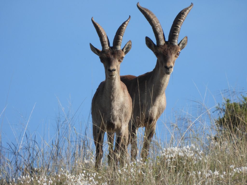 fondo_novedades_blog_estrategia ecologica_consultoria ambiental_cabras