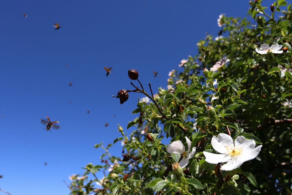 slider2_banner_inicio_estrategia ecologica_consultoria ambiental_polinizadores